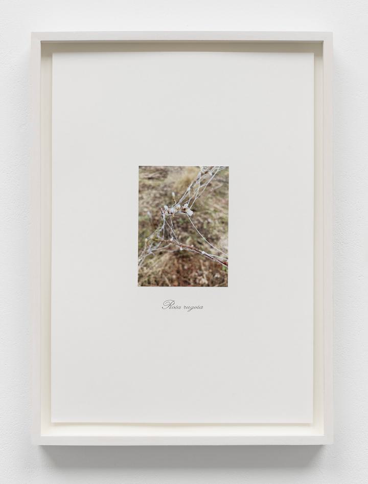 Danh Vo - Untitled - 1